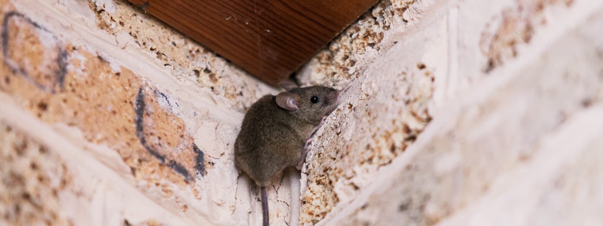 Quels sont les dangers des rongeurs pour votre santé ? (rats et souris) Saverne