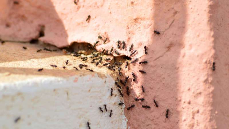 Entreprise de traitement contre les Fourmis en Alsace dans le Bas-Rhin et le Haut-Rhin Schiltigheim 3