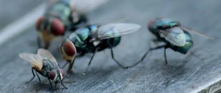 Entreprise de traitement contre les Mouches en Alsace dans le Bas-Rhin et le Haut-Rhin Schiltigheim 3