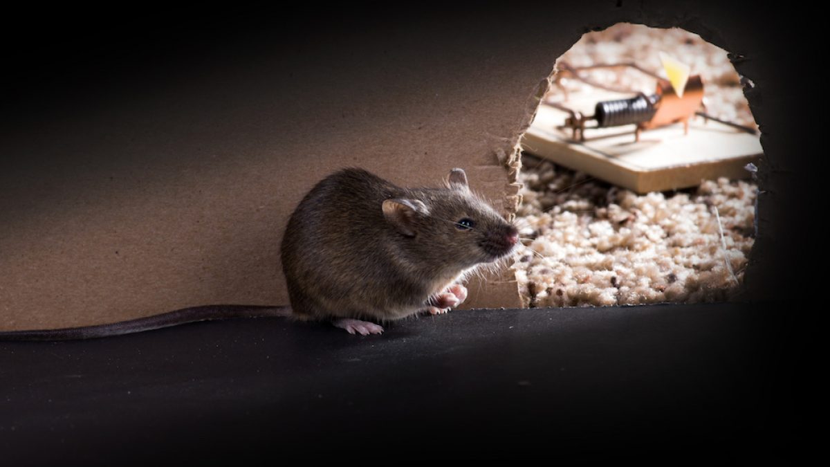 Comment se débarrasser des souris dans les murs ? Conseils et Solutions avec NOXI Experts Lingolsheim