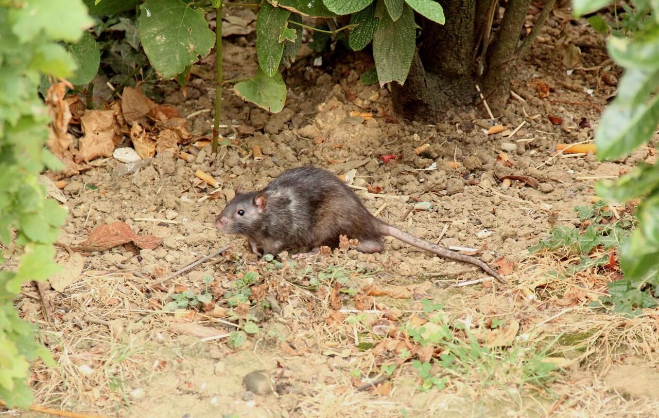 Copropriété : À Qui Revient la Charge des Interventions contre les Nuisibles ? Lingolsheim 2